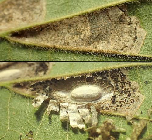 Réf. 316 139 : Phyllonorycter millierella